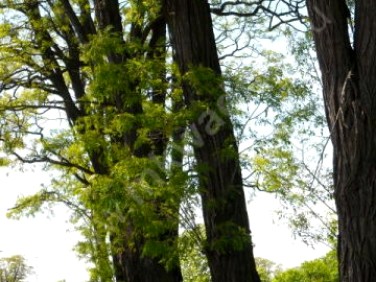 Działka budowlana Teresin