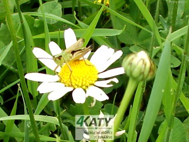 Działka budowlana Góra