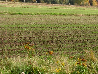 Działka budowlana Laskowice sprzedam