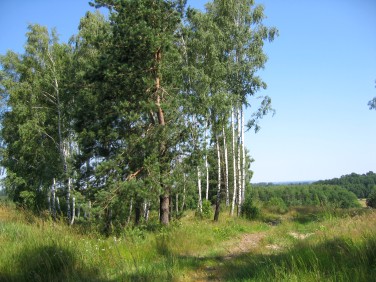 Działka budowlana Tuszyn sprzedam
