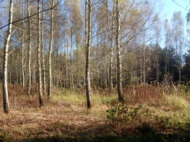 Działka budowlana Prażmów