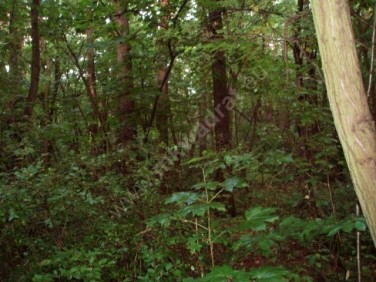 Działka budowlana Sękocin Stary