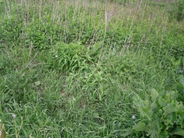 Działka budowlana Łoś sprzedam