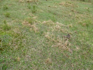 Działka budowlana Budy-Grzybek