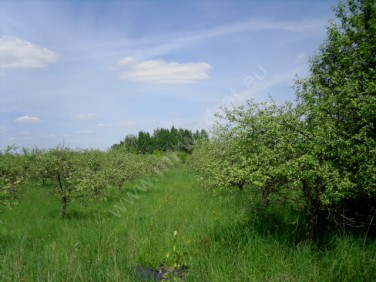 Działka budowlana Baszkówka