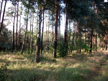 Działka budowlana Budy-Grzybek