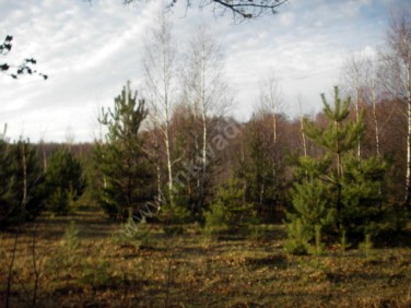 Działka budowlana Budy-Grzybek