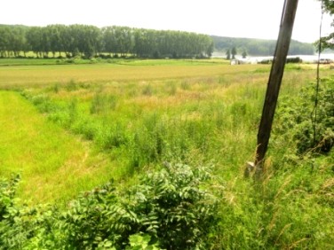 Działka budowlana Zaniemyśl