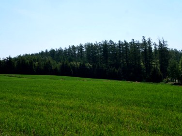 Działka budowlana Czaple sprzedam