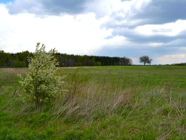 Działka budowlana Duchowo