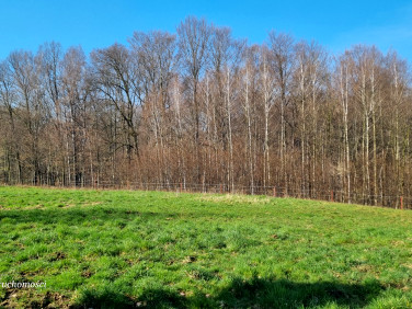 Zalesiona działka Pisarzowice