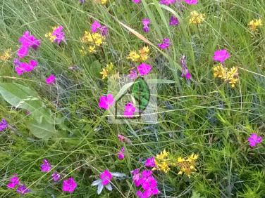 Działka budowlana Baszkówka sprzedam