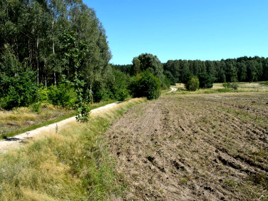 Działka siedliskowa Ostroróg