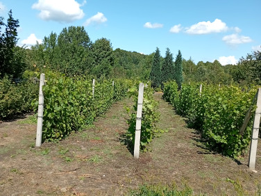 Działka budowlana Ludwinów