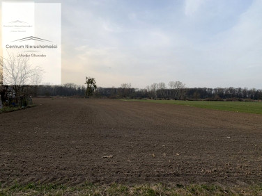 Działka Chełmno