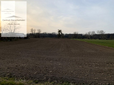 Działka budowlana Chełmno