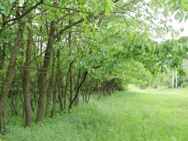 Działka budowlana Boguszyce