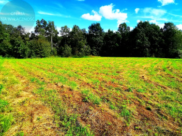 Działka przy lesie
