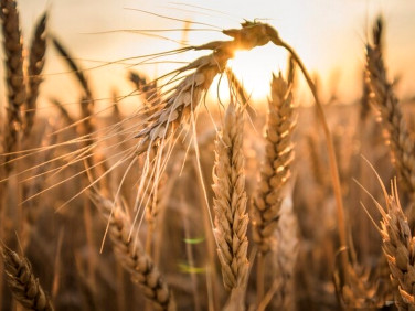 Działka rolna Choszczno