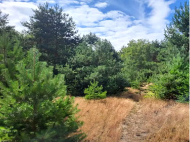 Działka rolna Pilchowo