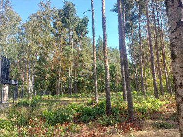 Działka leśna Józefów