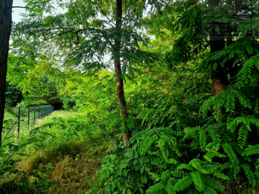 Działka Książenice