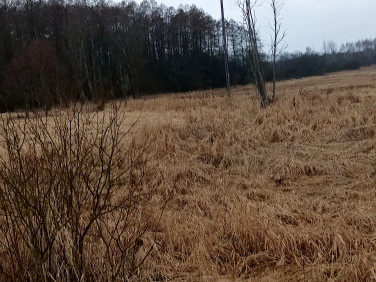 Działka budowlana Białowieża