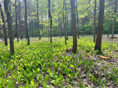 Działka budowlana sprzedam