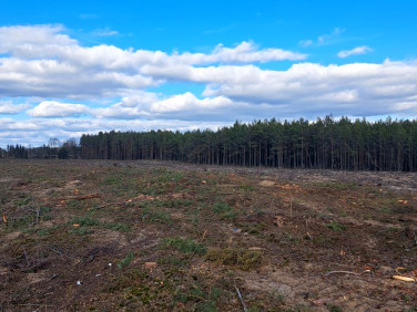 Działka leśna sprzedam