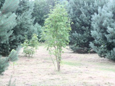 Działka Wierzchucino