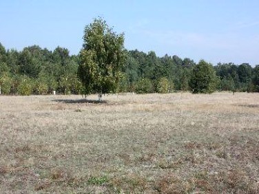 Działka budowlana Wielgolas Brzeziński