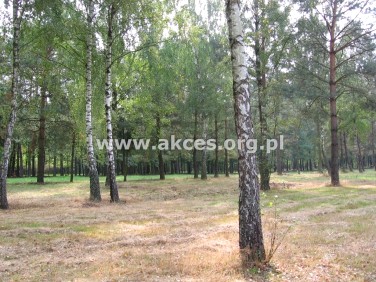 Działka Budy-Grzybek