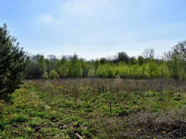 Działka budowlana Ciechów
