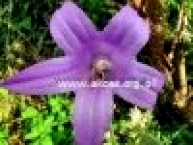 Działka budowlana Żurawka