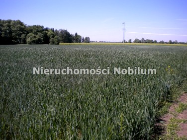 Działka inwestycyjna Szewce sprzedam