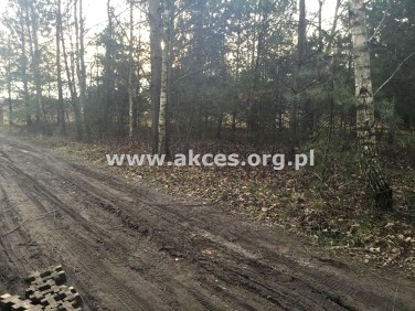 Zalesiona działka Łoś