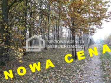 Działka leśna Drozdowo