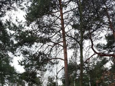 Działka budowlana Warszawa