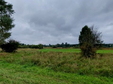 Działka usługowa Białowieża