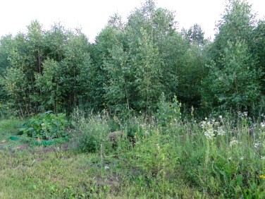 Działka inna Grabówka sprzedam