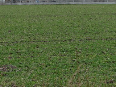 Działka budowlana Polska Nowa Wieś