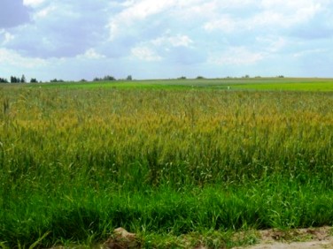 Działka rolna Stargard sprzedam