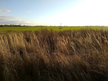 Działka rekreacyjna Wrzosowo