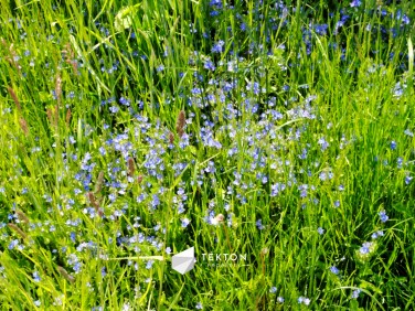 Działka inna Szewce sprzedam