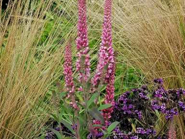 Działka rolna Kalisz