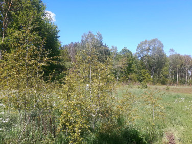 Działka rolna Tanowo sprzedam