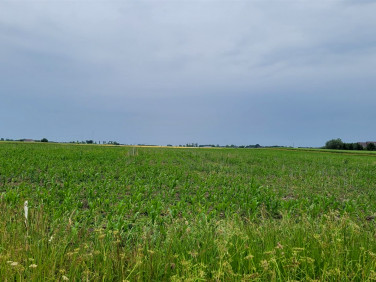 Działka budowlana Aleksandrowo