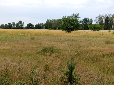 Działka rolna Wołczkowo