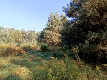 Działka siedliskowa Brynica