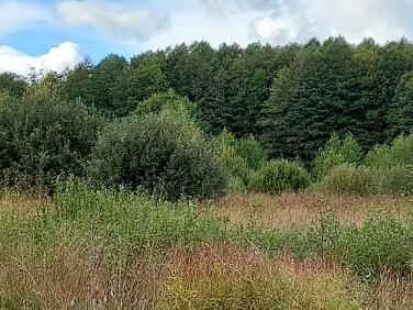 Pusta działka Białowieża